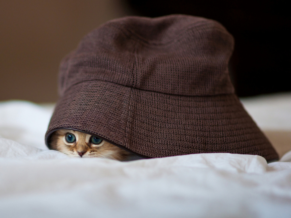 Cat in a Hat for 1152 x 864 resolution