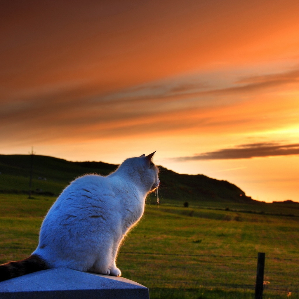 Cat Looking to Sunset for 1024 x 1024 iPad resolution