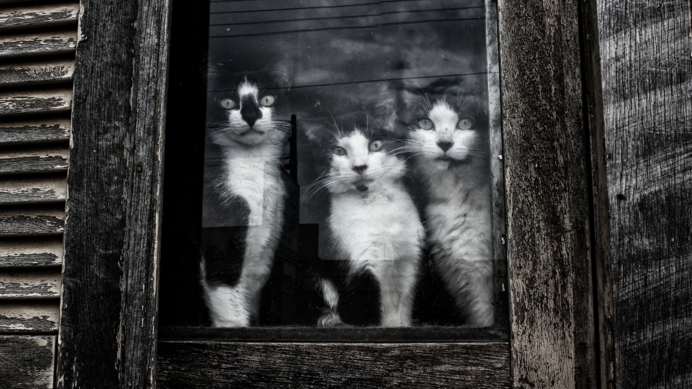 Cats Sitting at Window for 1366 x 768 HDTV resolution