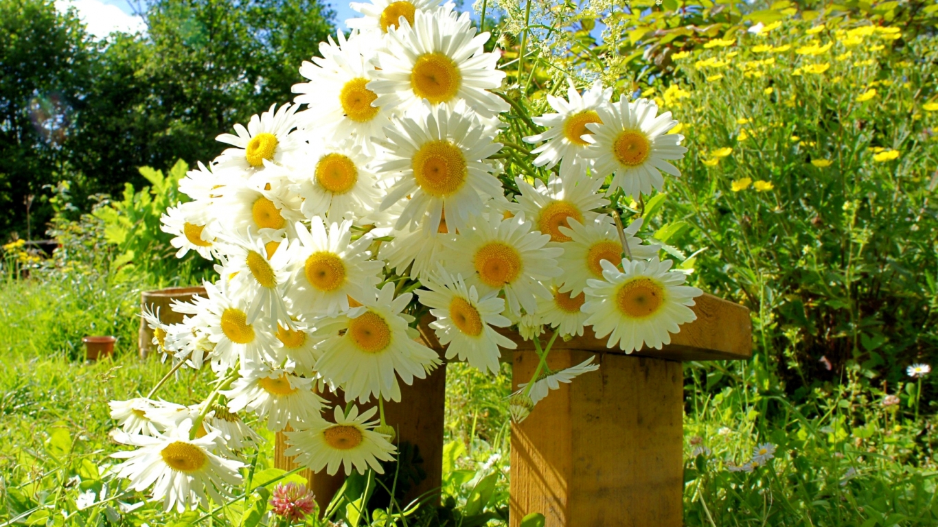 Chamomile Bouquet for 1366 x 768 HDTV resolution