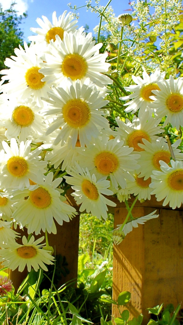 Chamomile Bouquet for 640 x 1136 iPhone 5 resolution