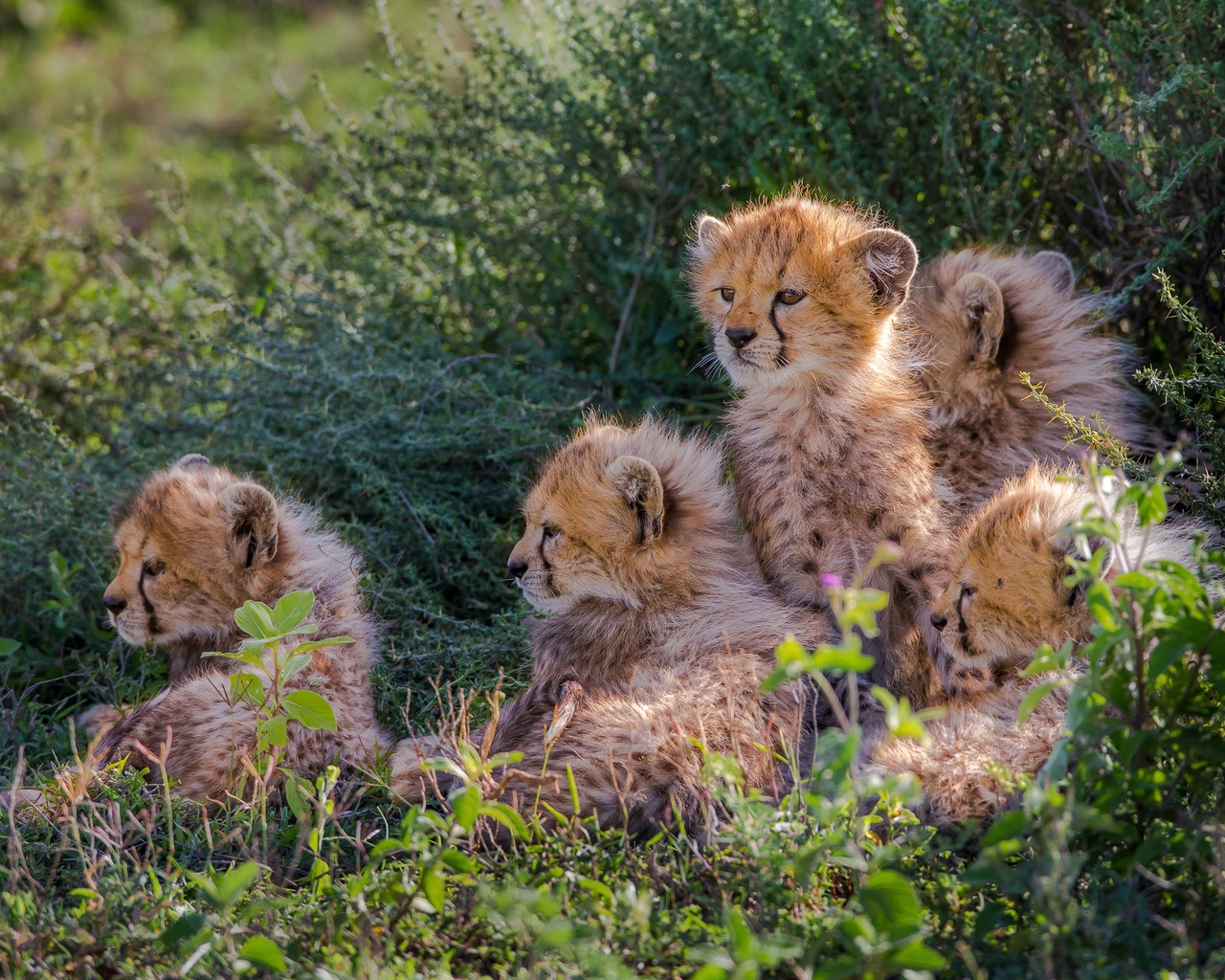 Cheetahs Cubs for 1280 x 1024 resolution