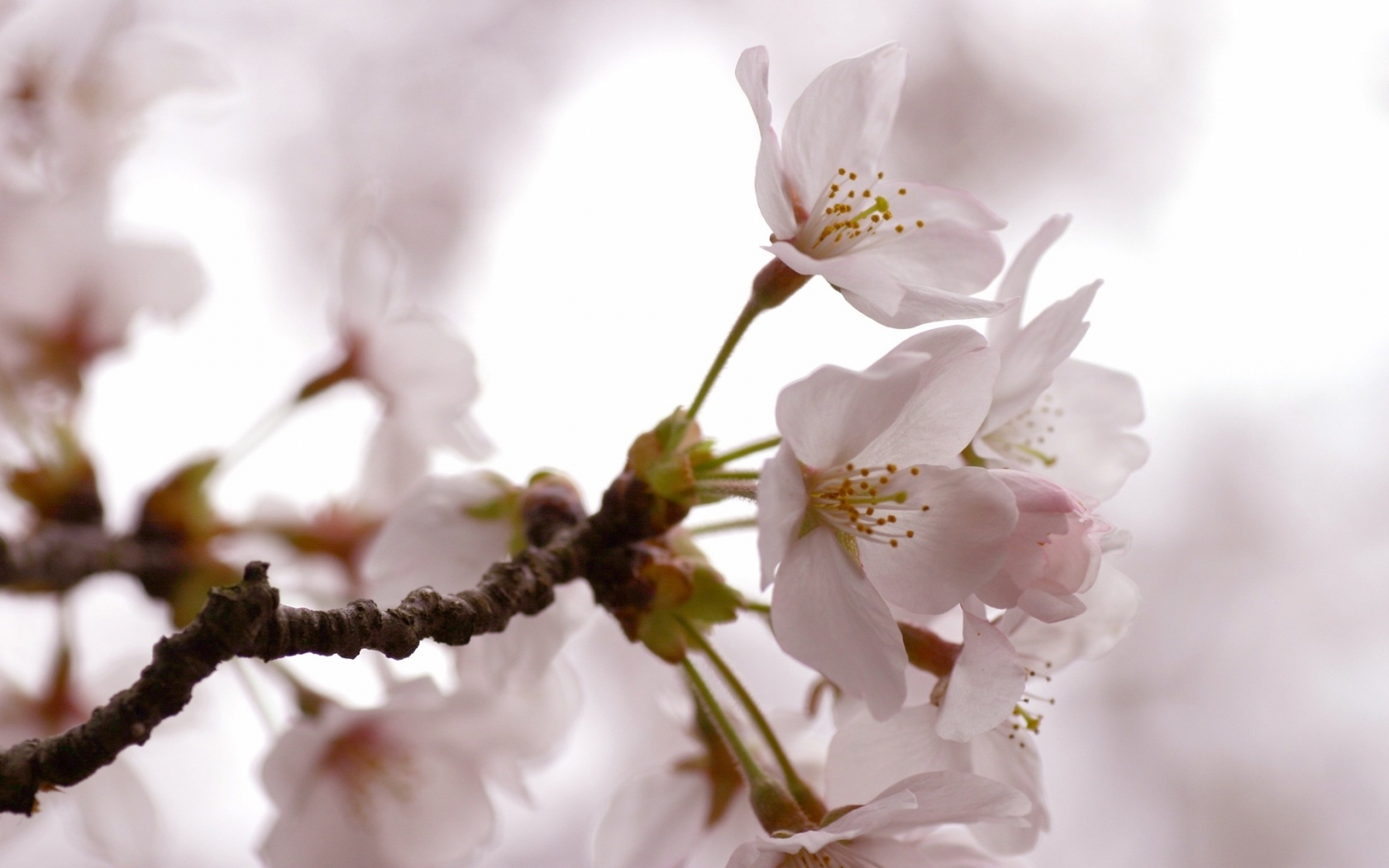 Cherry Flowers for 1680 x 1050 widescreen resolution