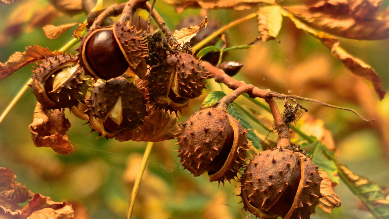 Chestnuts for 1366 x 768 HDTV resolution