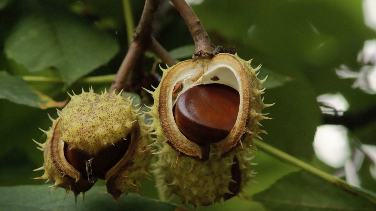 Chestnuts on Tree Branch for 1280 x 720 HDTV 720p resolution