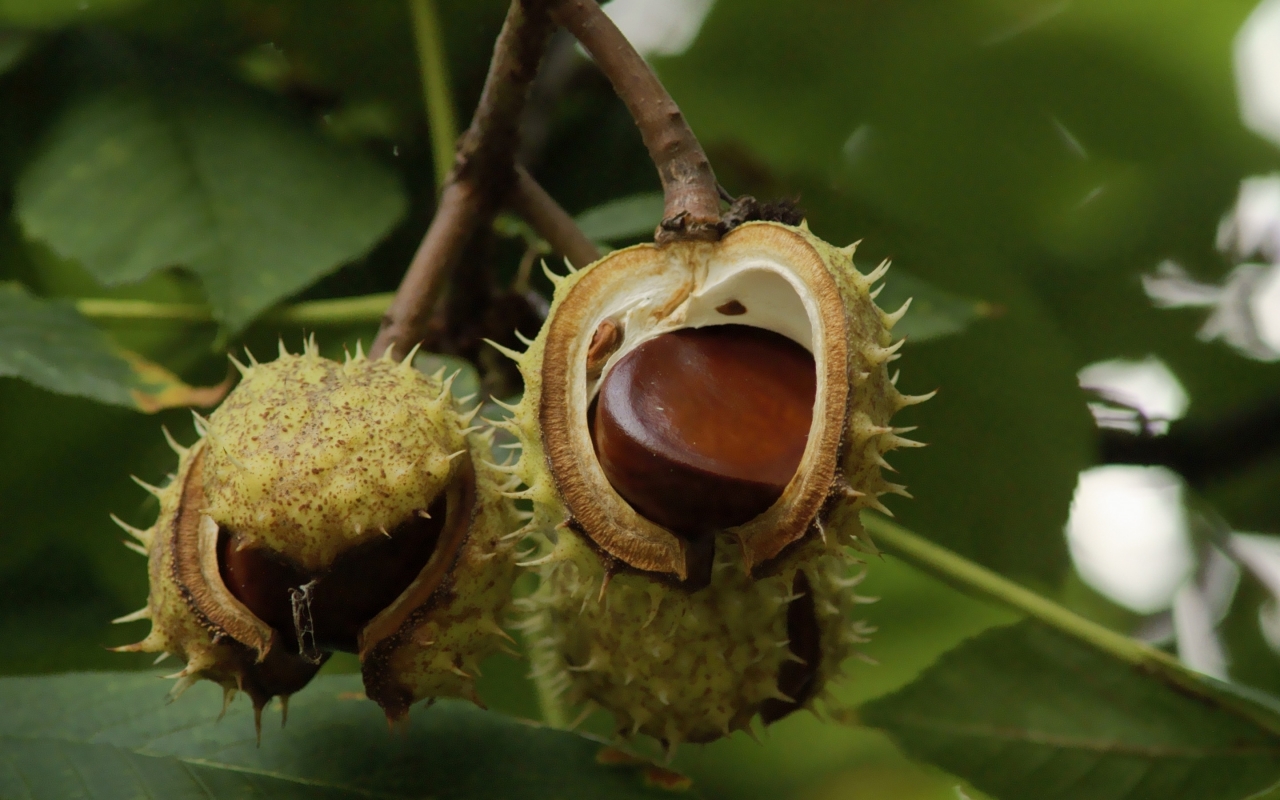 Chestnuts on Tree Branch for 1280 x 800 widescreen resolution