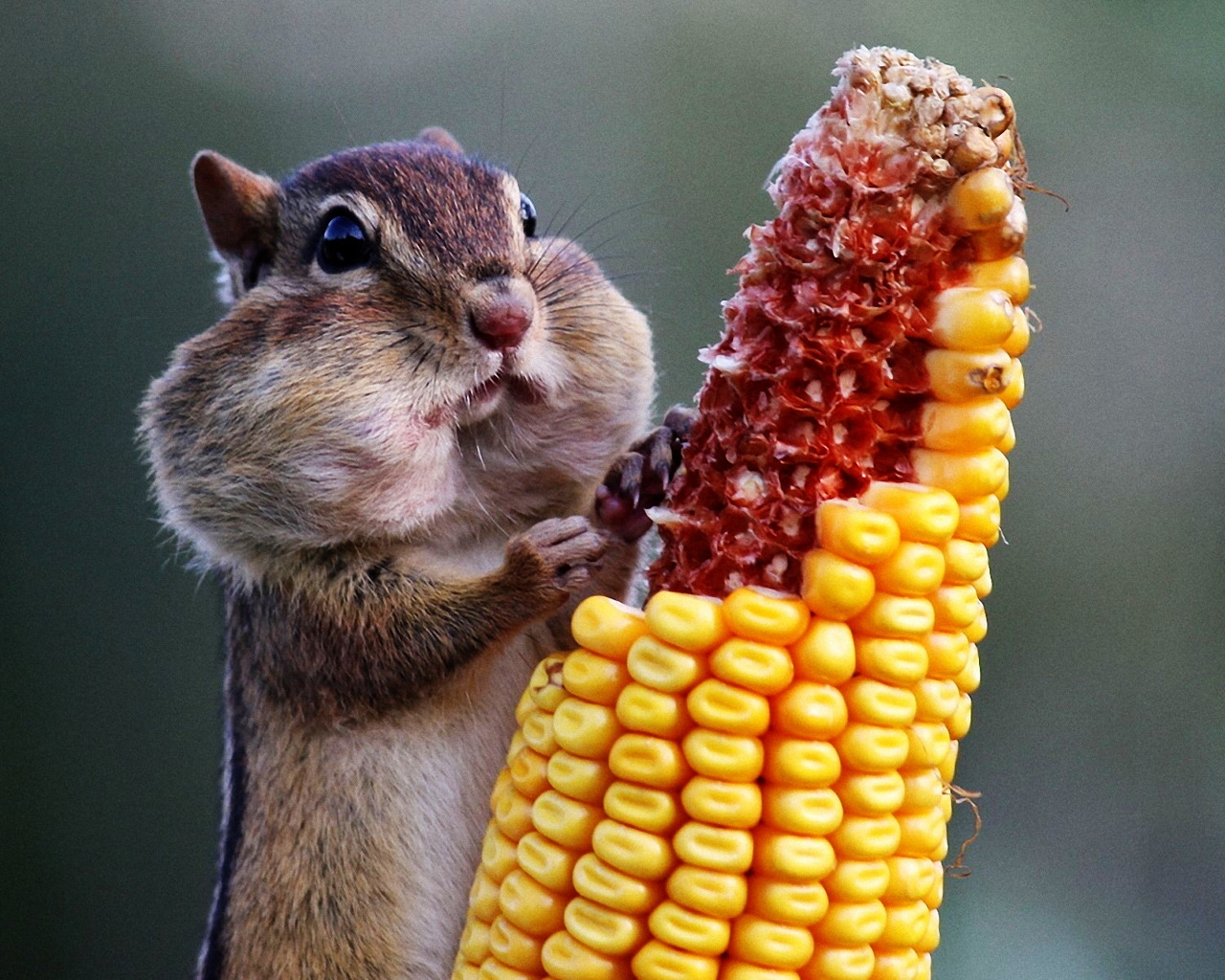 Chipmunk Eating Corn for 1280 x 1024 resolution