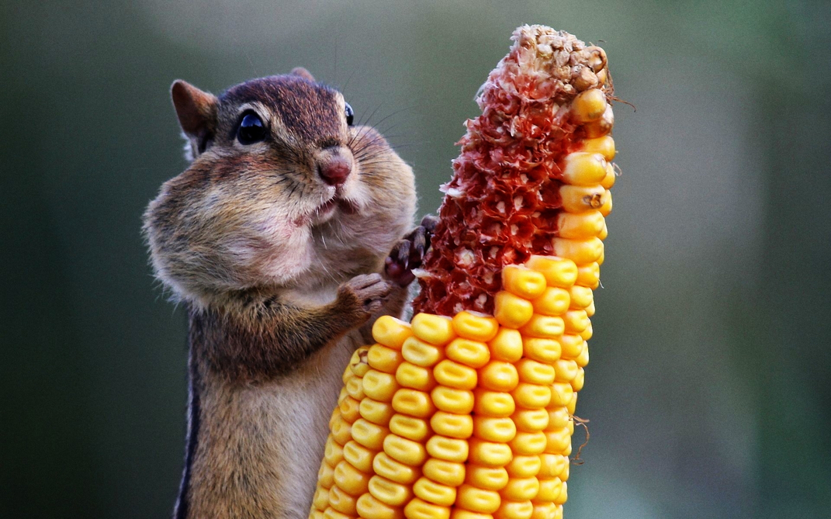 Chipmunk Eating Corn for 1680 x 1050 widescreen resolution