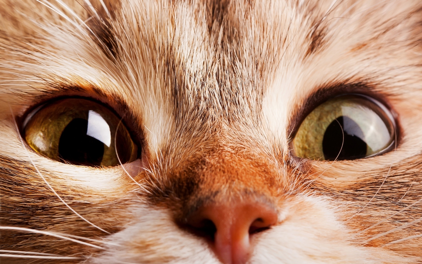 Close Up Cat for 1440 x 900 widescreen resolution