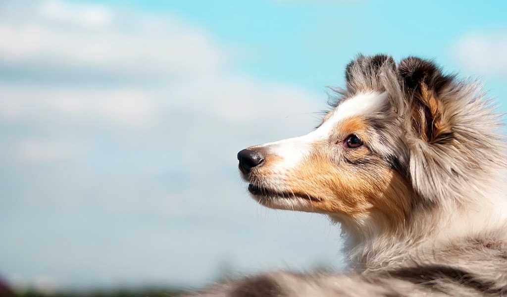 Collie puppy for 1024 x 600 widescreen resolution