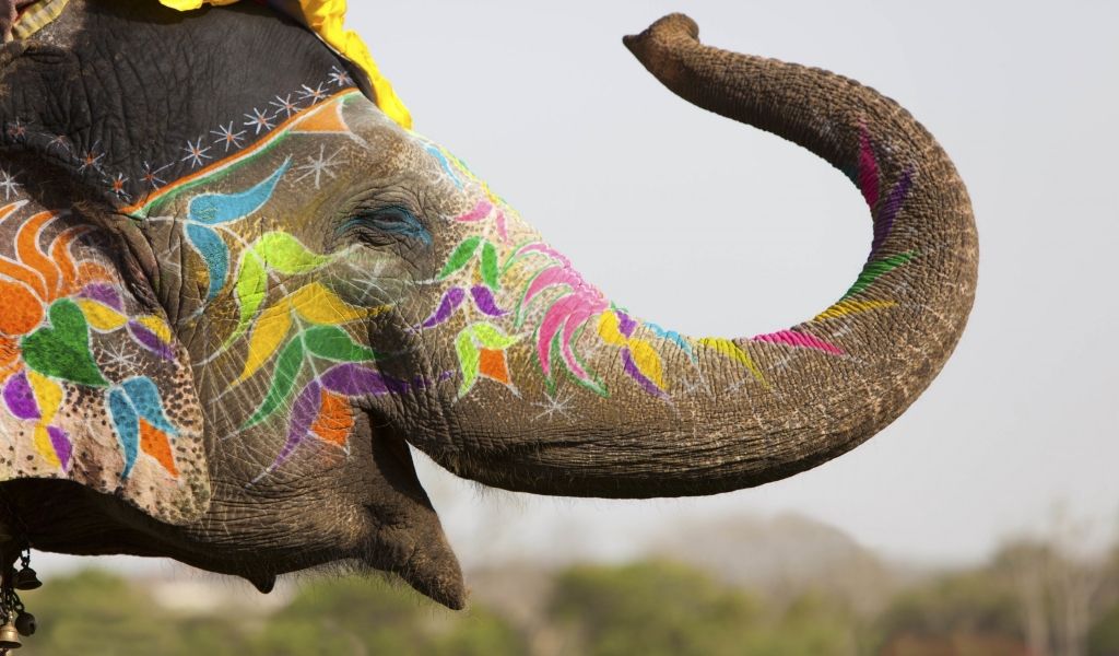 Colored Elephant for 1024 x 600 widescreen resolution