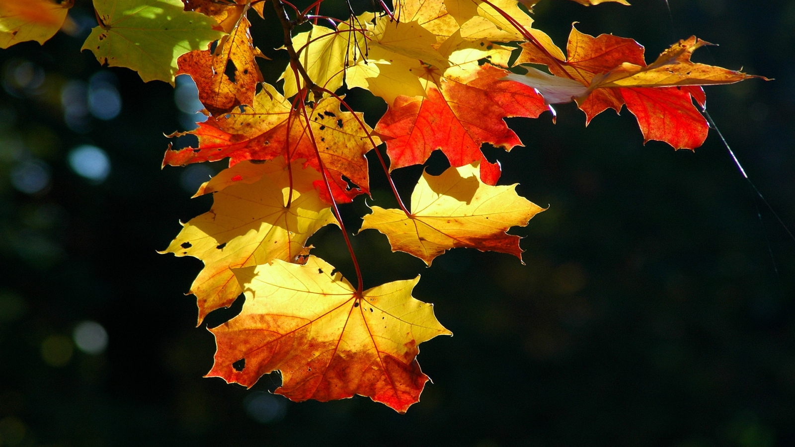 Colorful autumn leaves for 1600 x 900 HDTV resolution