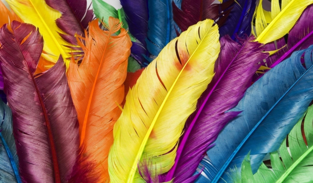 Colorful Feathers for 1024 x 600 widescreen resolution