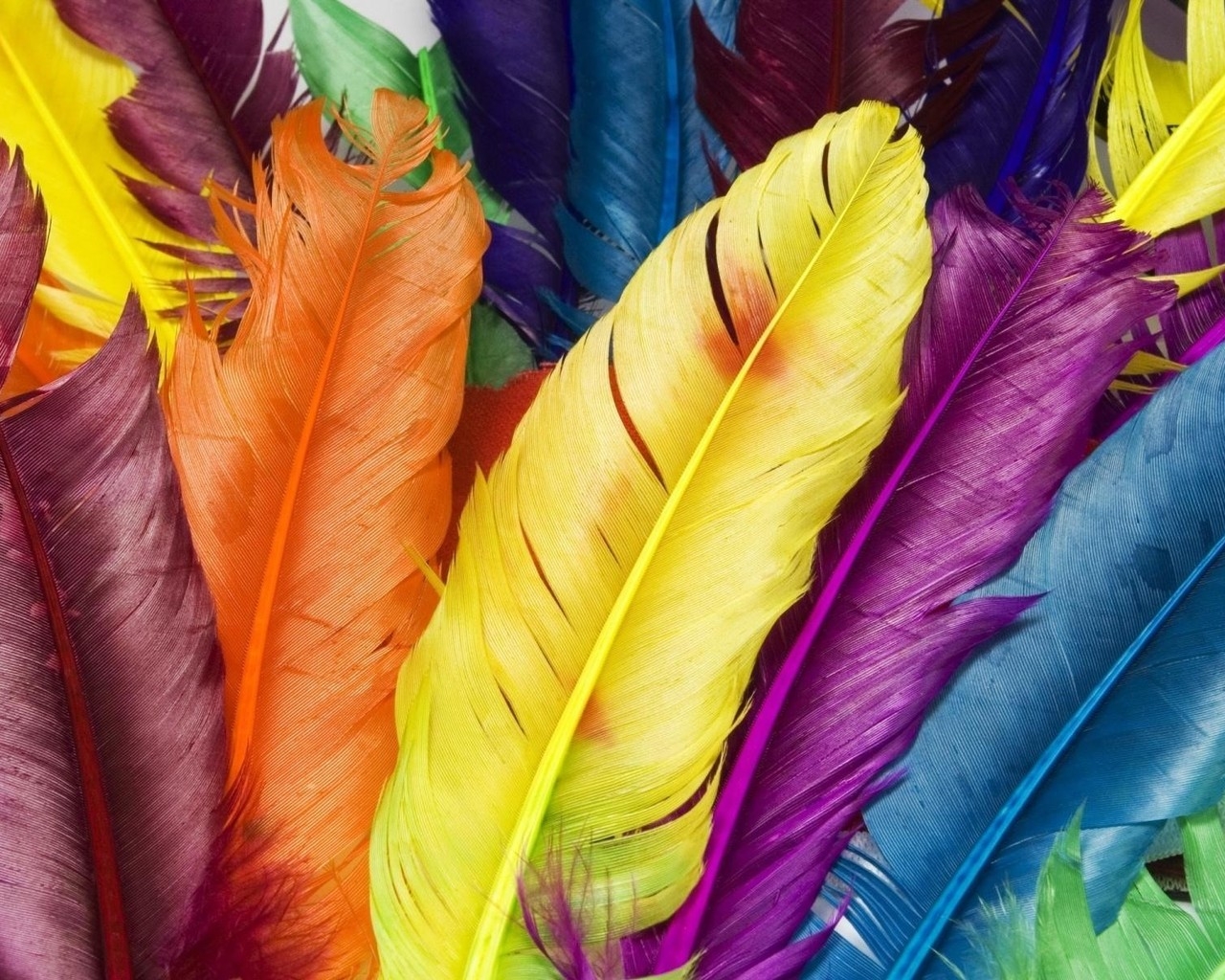 Colorful Feathers for 1280 x 1024 resolution
