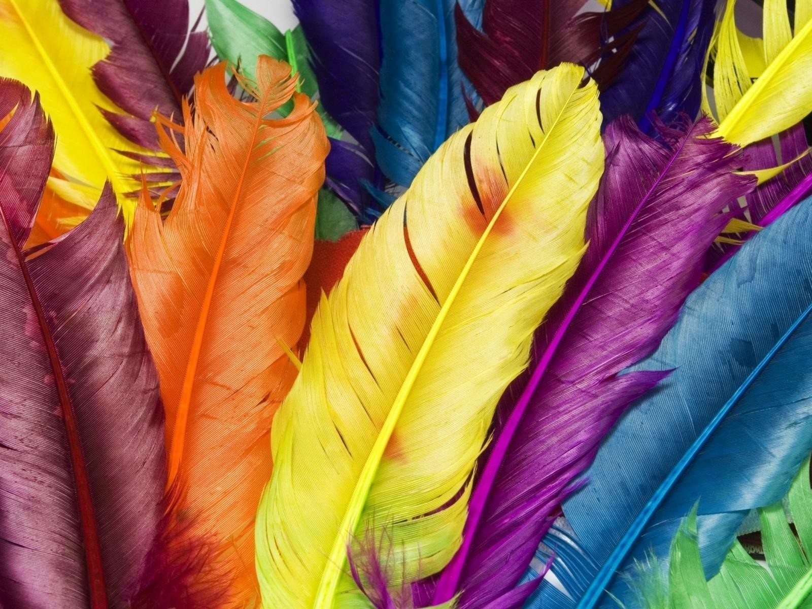 Colorful Feathers for 1600 x 1200 resolution