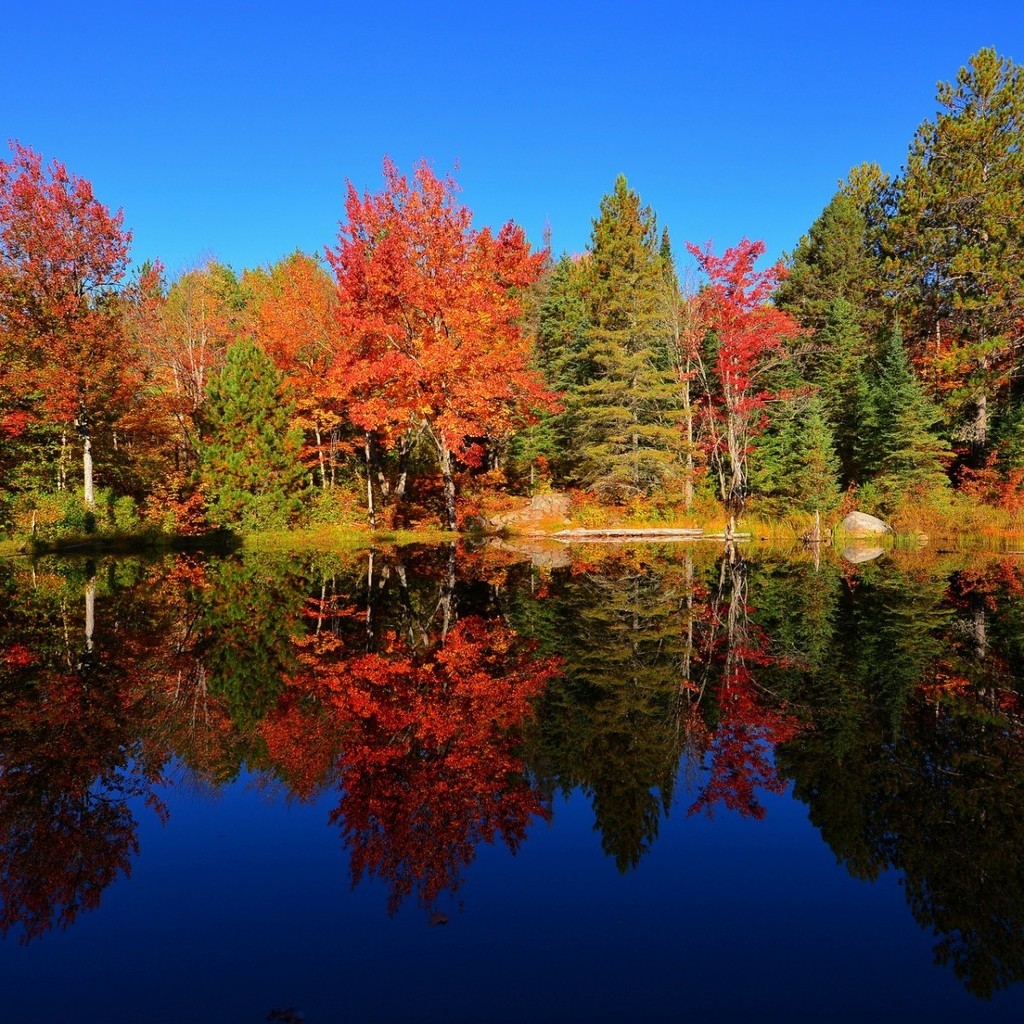 Colourful Forest Reflection for 1024 x 1024 iPad resolution