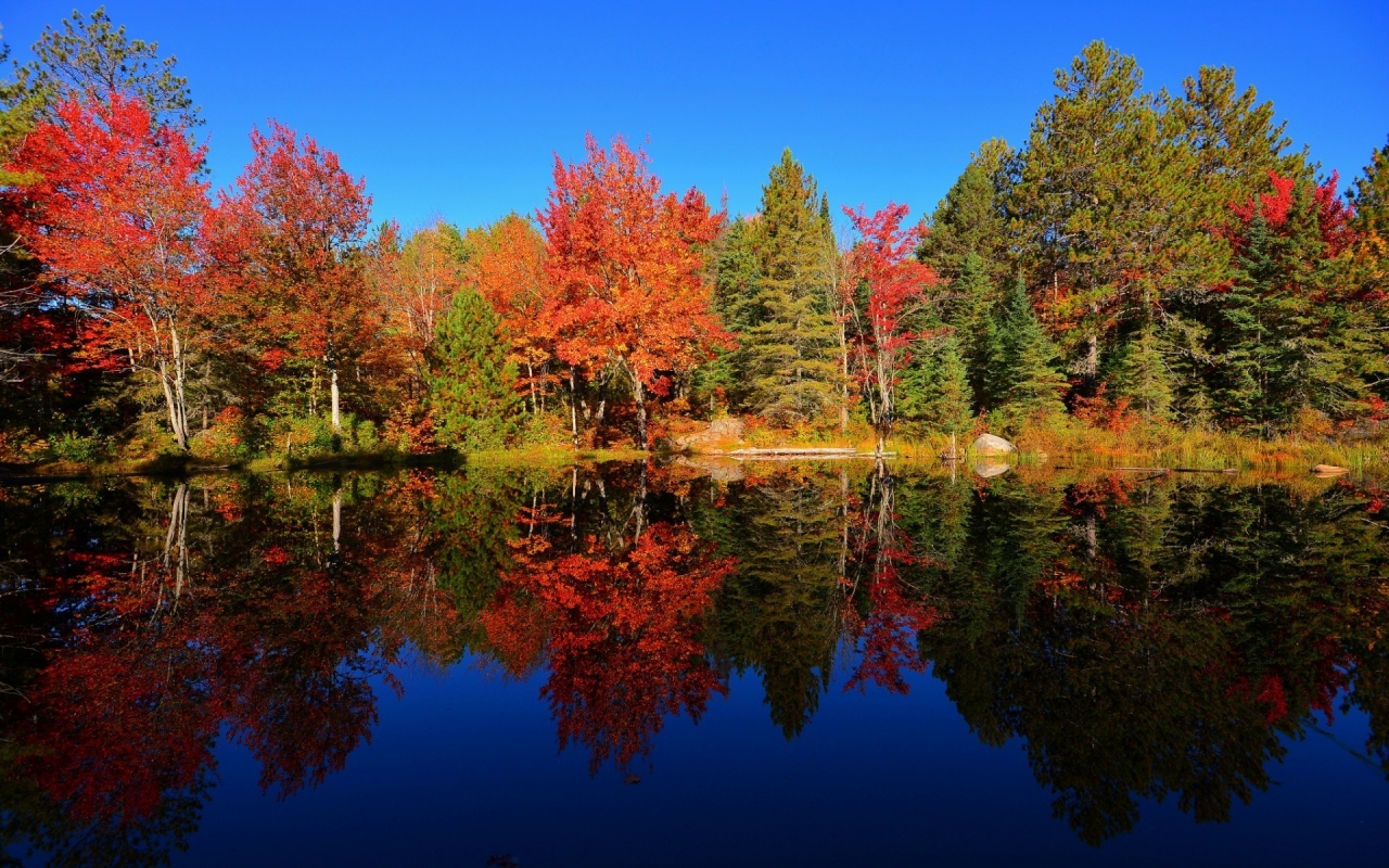 Colourful Forest Reflection for 1280 x 800 widescreen resolution
