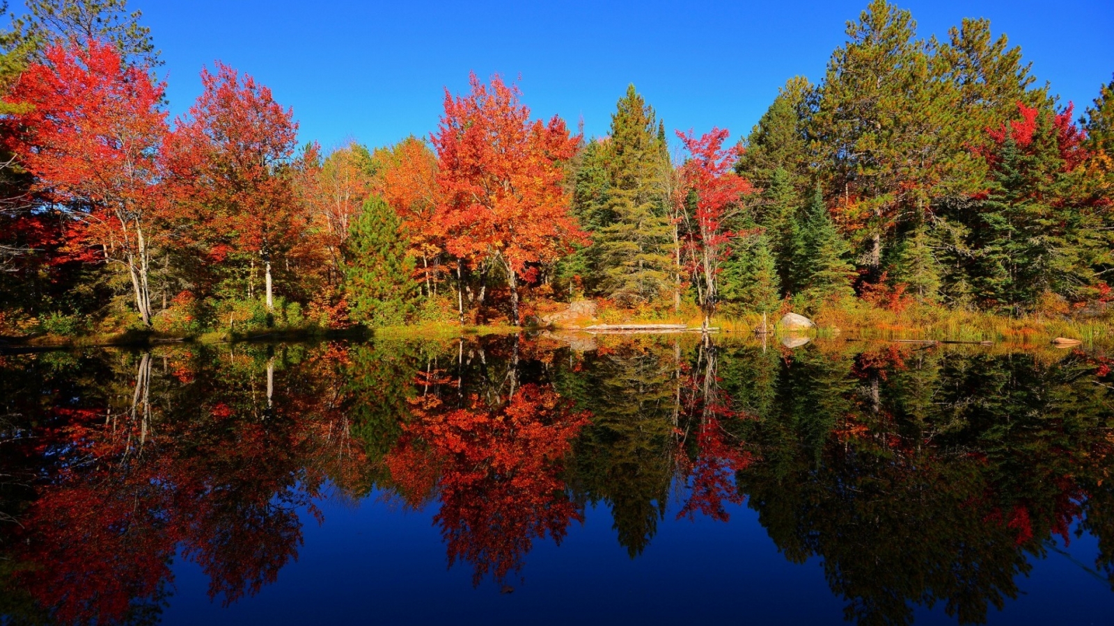 Colourful Forest Reflection for 1600 x 900 HDTV resolution