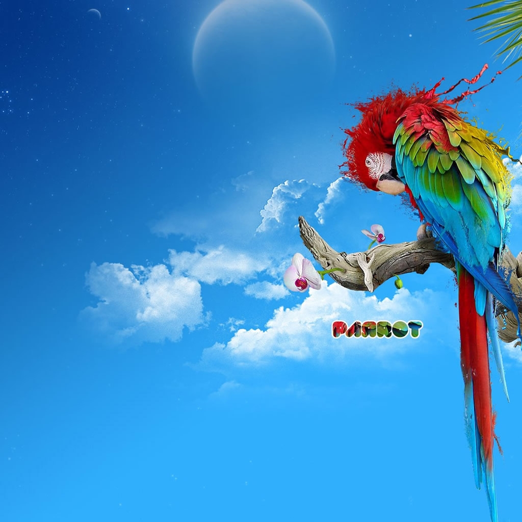 Colourful Parrot for 1024 x 1024 iPad resolution