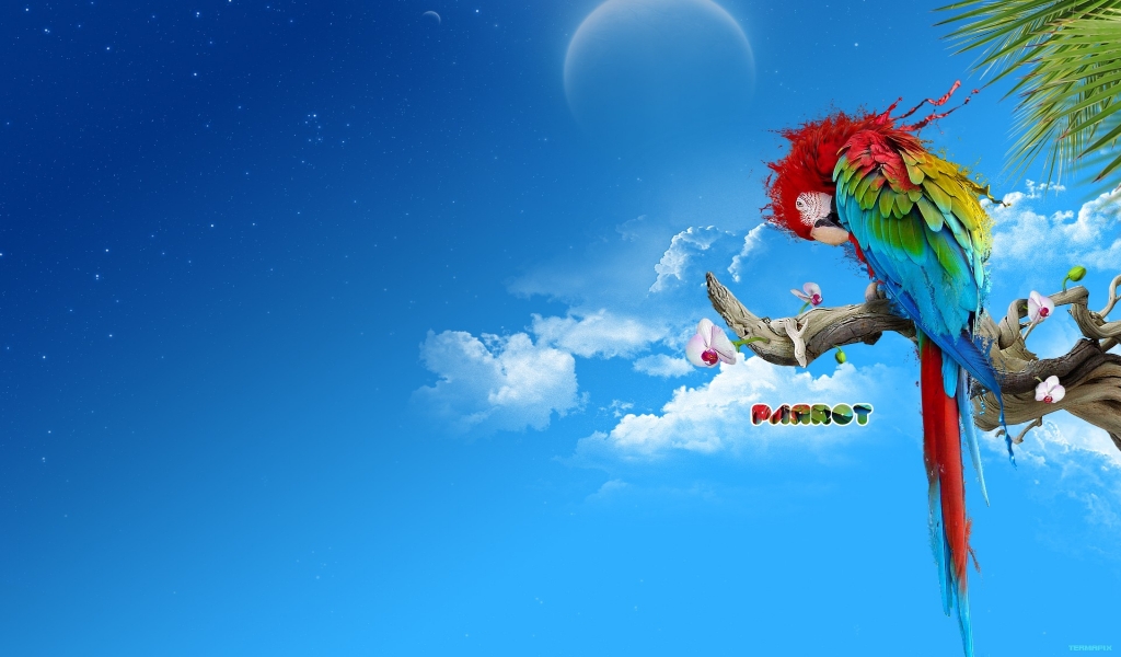 Colourful Parrot for 1024 x 600 widescreen resolution