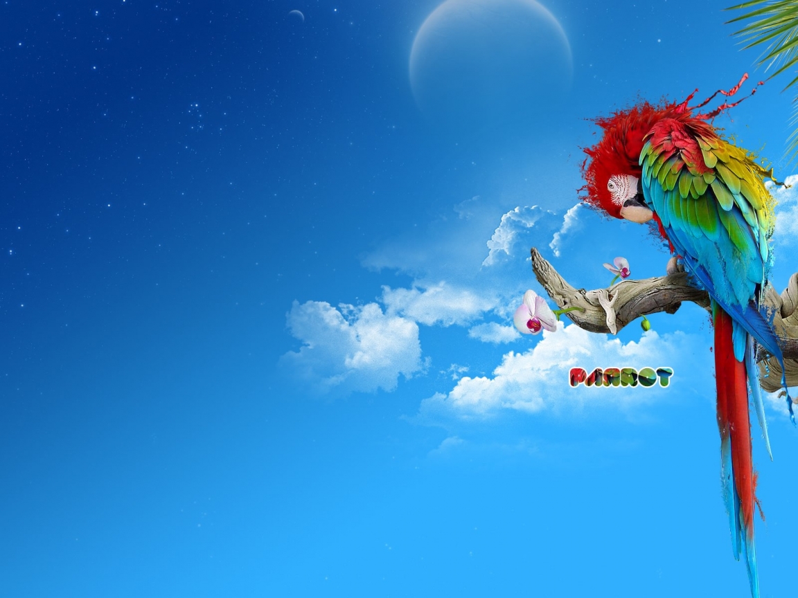 Colourful Parrot for 1152 x 864 resolution