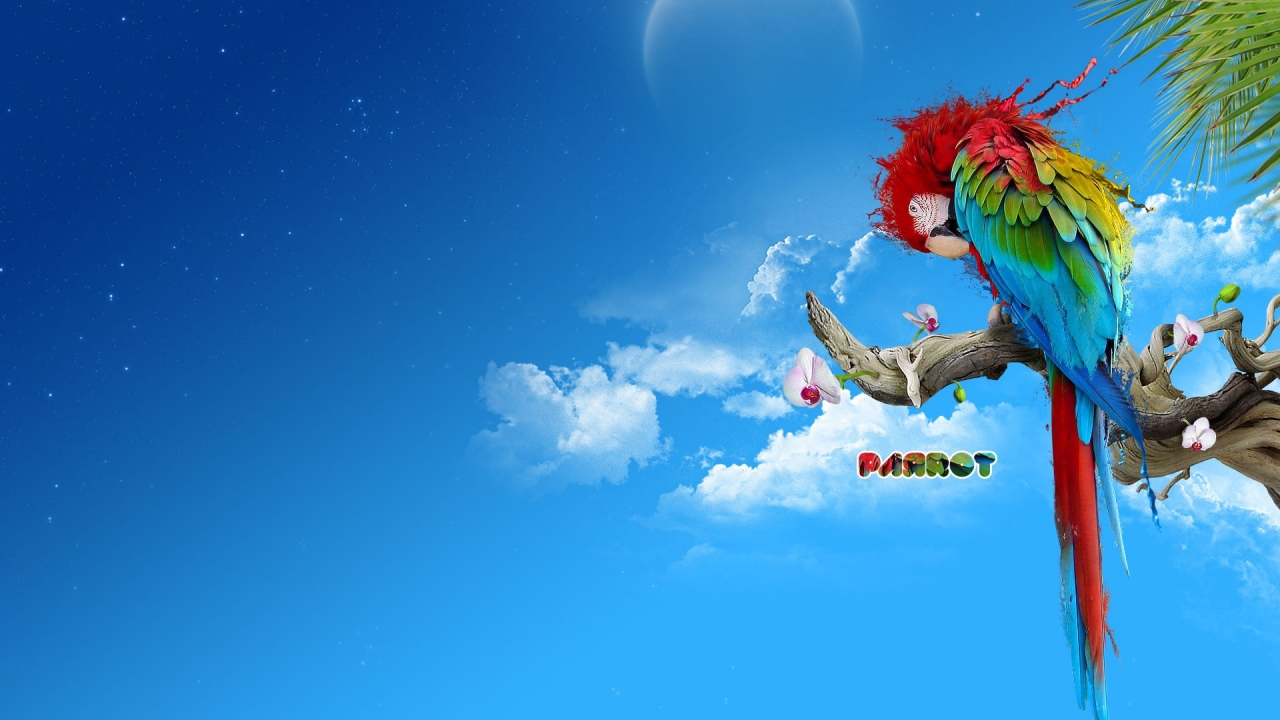 Colourful Parrot for 1280 x 720 HDTV 720p resolution