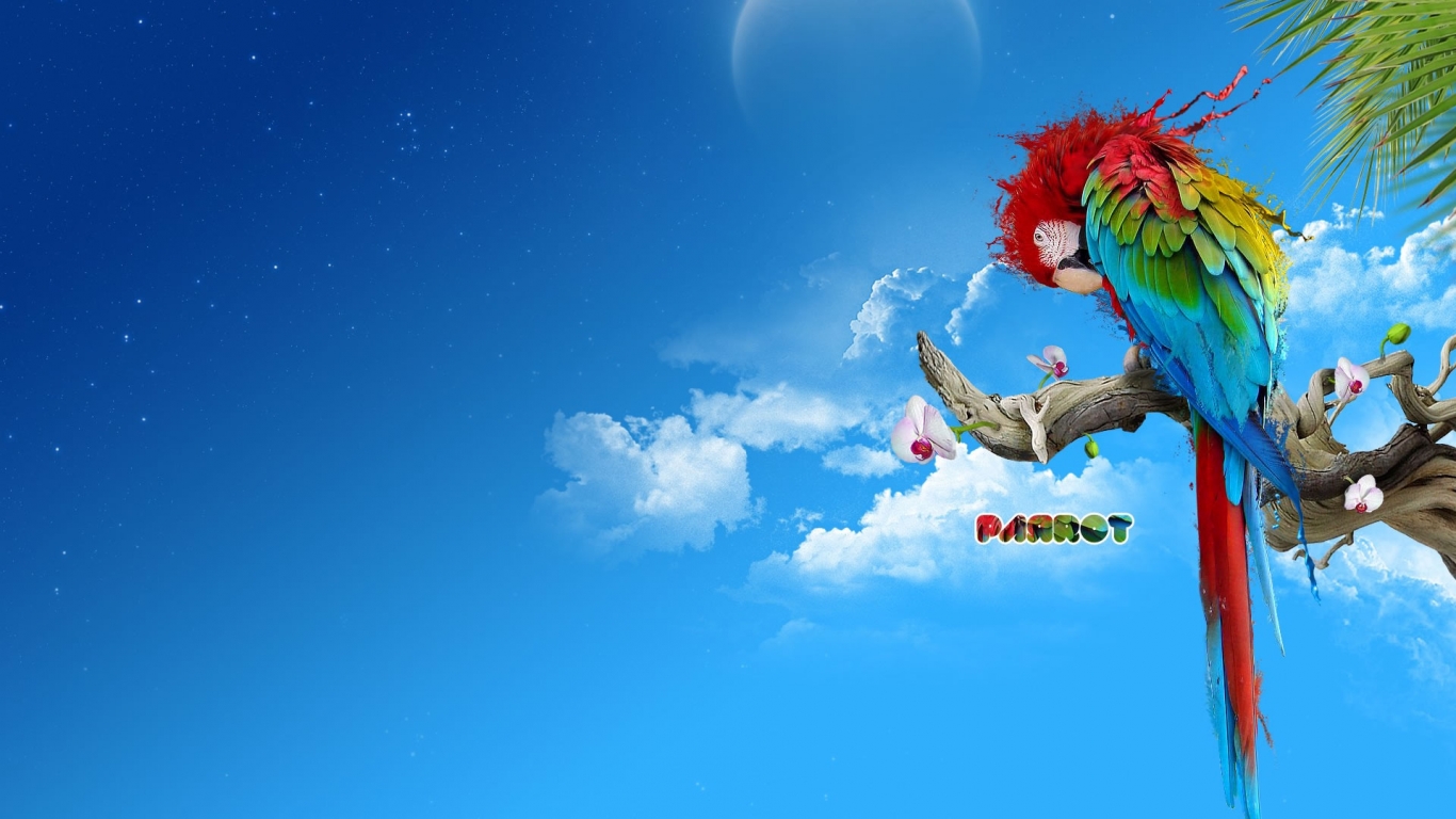 Colourful Parrot for 1366 x 768 HDTV resolution