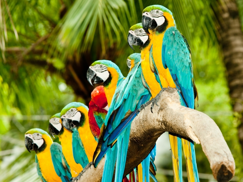 Colourful Parrots for 1024 x 768 resolution