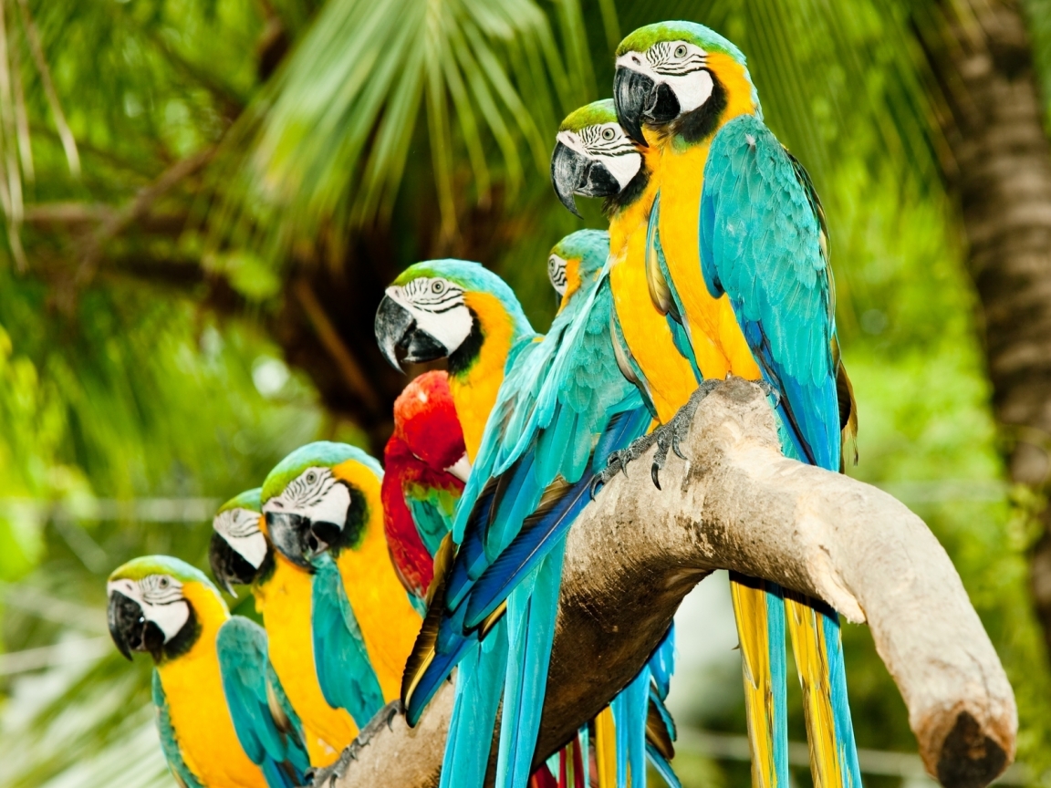 Colourful Parrots for 1152 x 864 resolution