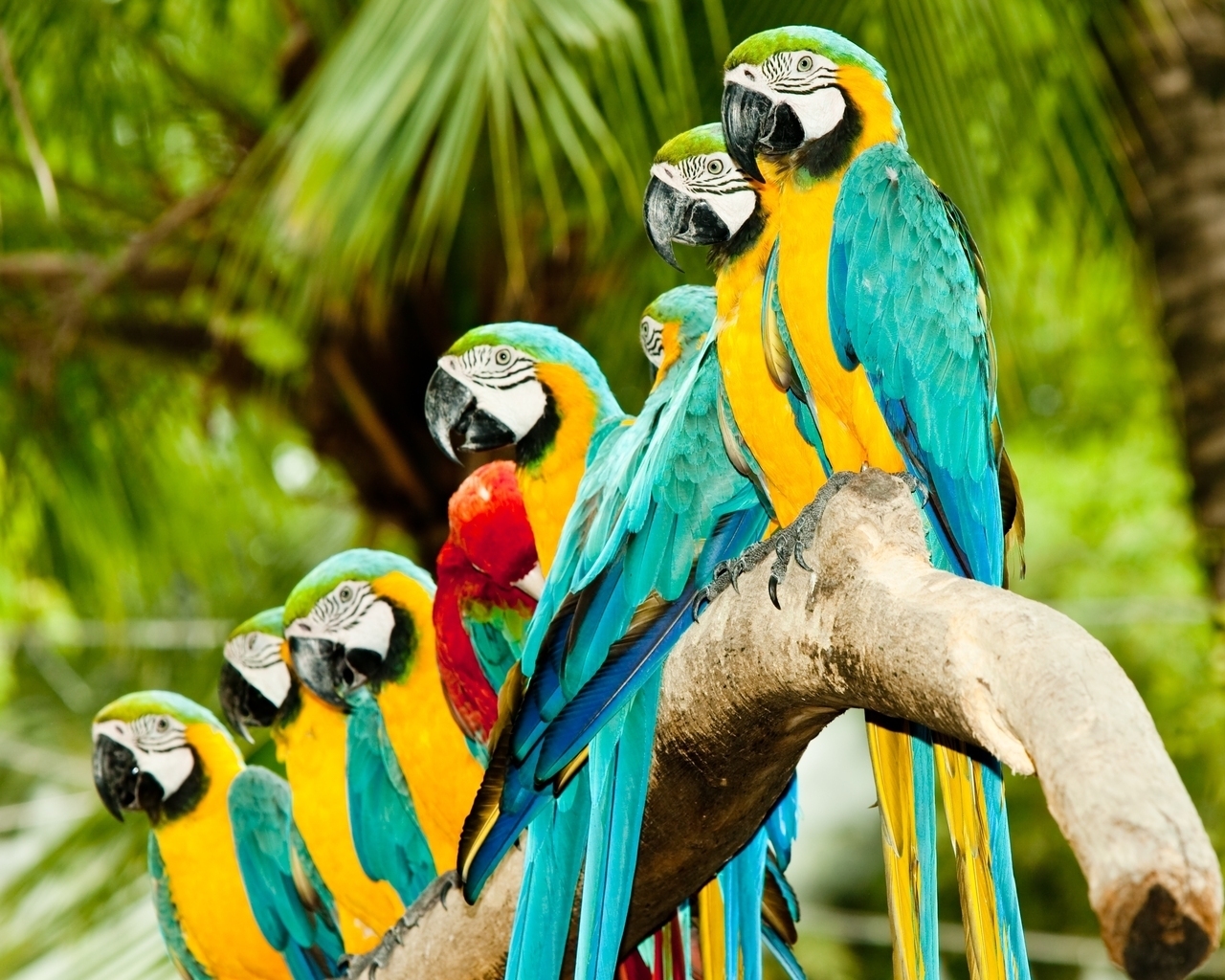 Colourful Parrots for 1280 x 1024 resolution