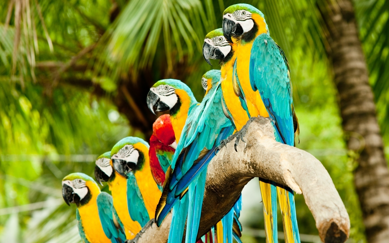 Colourful Parrots for 1280 x 800 widescreen resolution