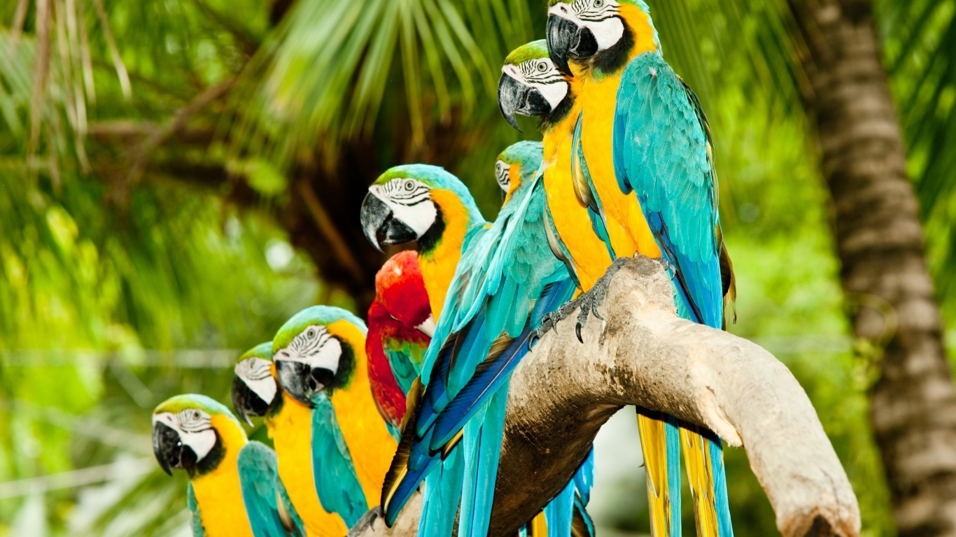 Colourful Parrots for 1366 x 768 HDTV resolution