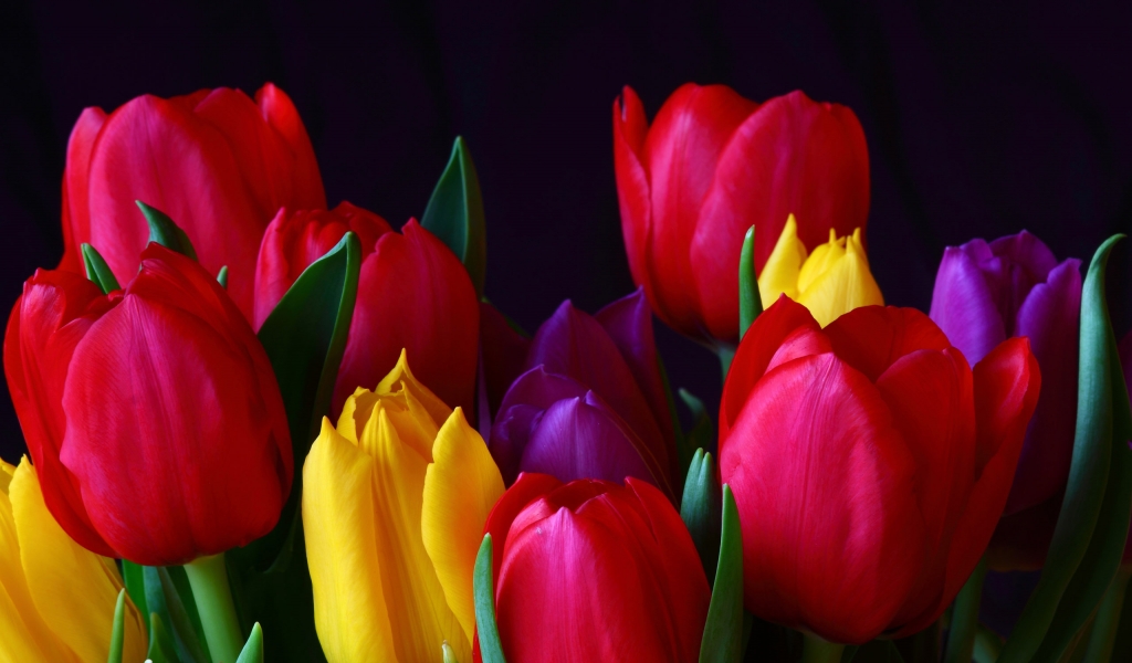 Colourful Tulips for 1024 x 600 widescreen resolution