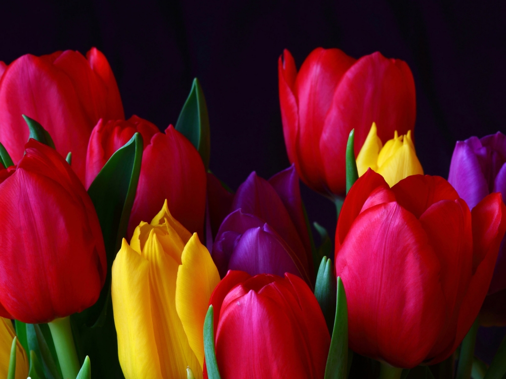 Colourful Tulips for 1024 x 768 resolution