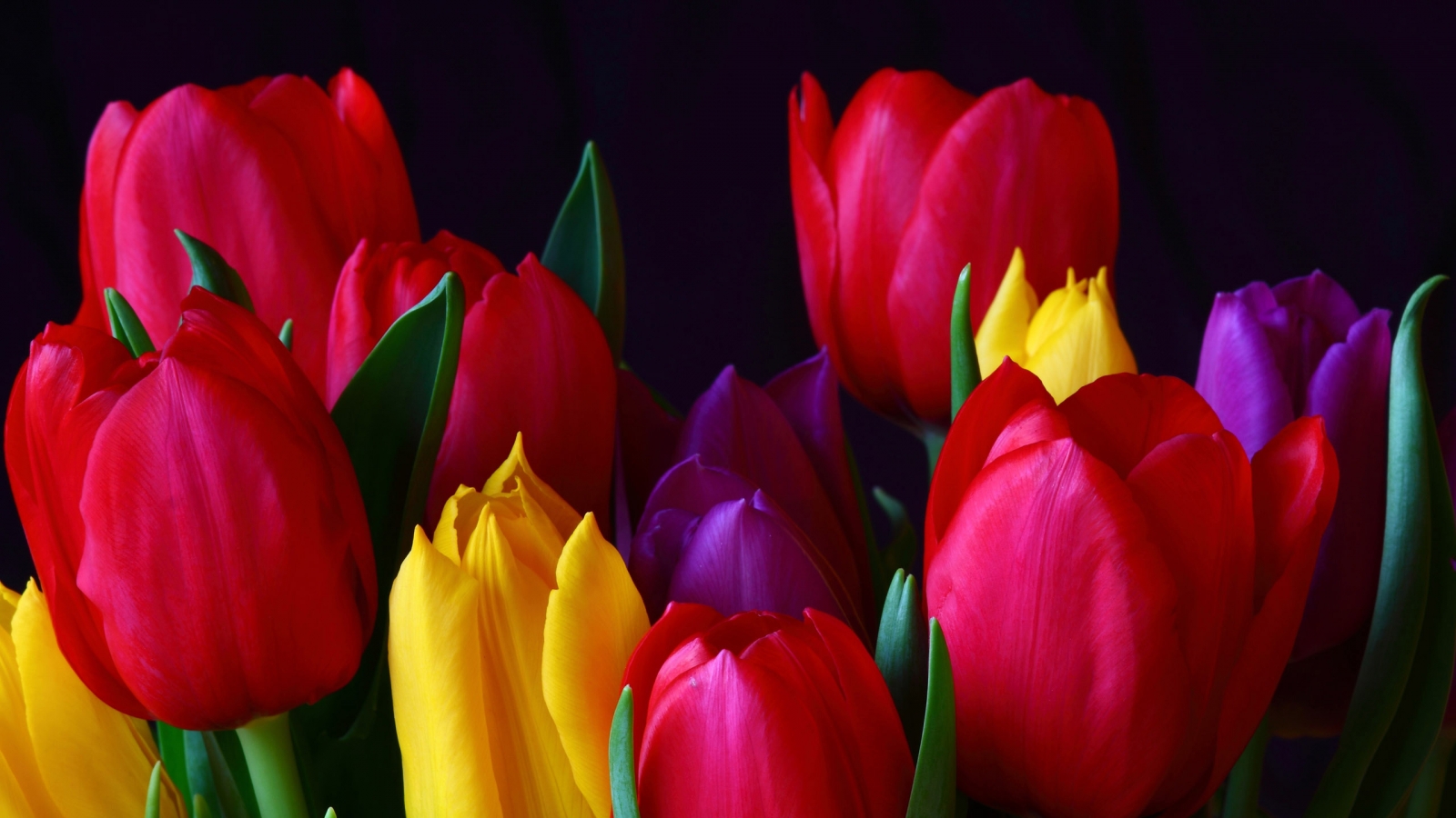 Colourful Tulips for 1600 x 900 HDTV resolution