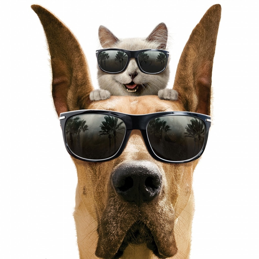 Cool Dog and Cat for 1024 x 1024 iPad resolution