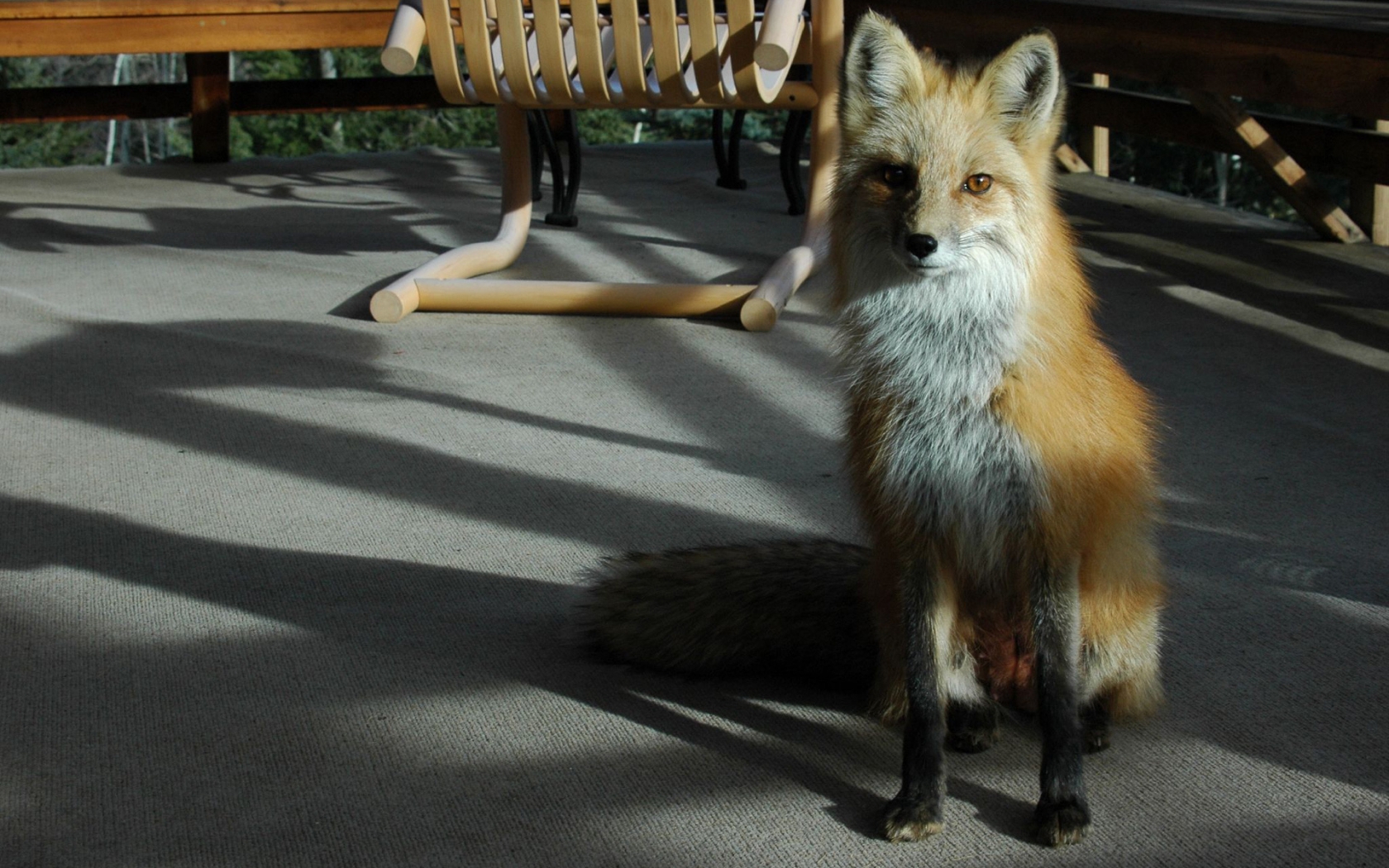 Cool Fox for 1680 x 1050 widescreen resolution