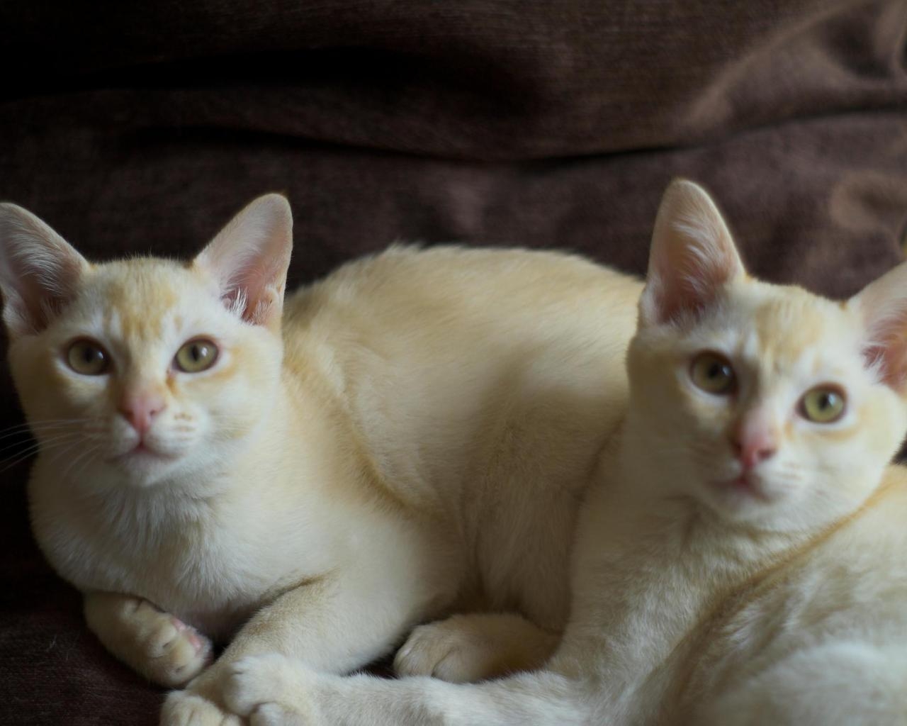 Crem Burmese Cats for 1280 x 1024 resolution