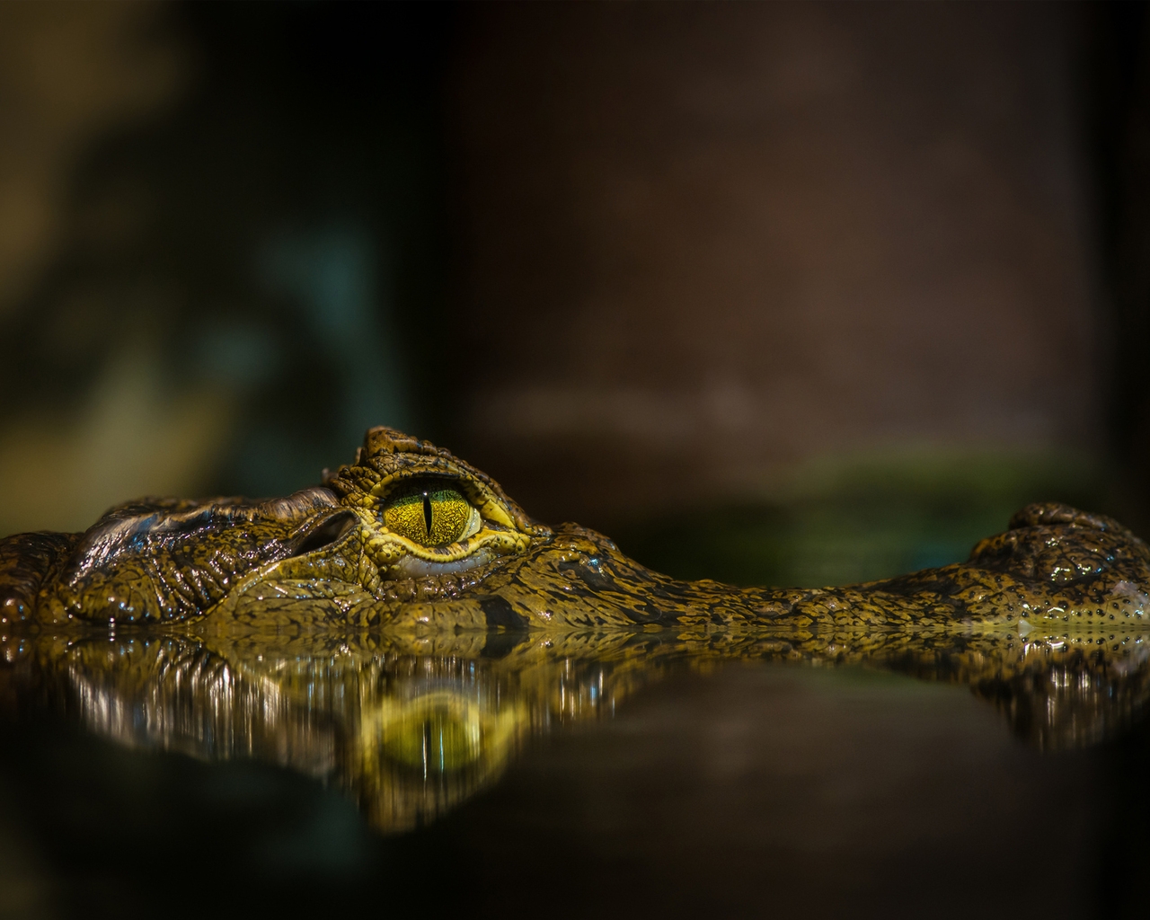 Crocodile for 1280 x 1024 resolution