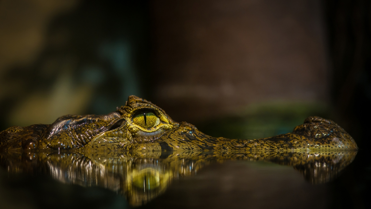 Crocodile for 1280 x 720 HDTV 720p resolution