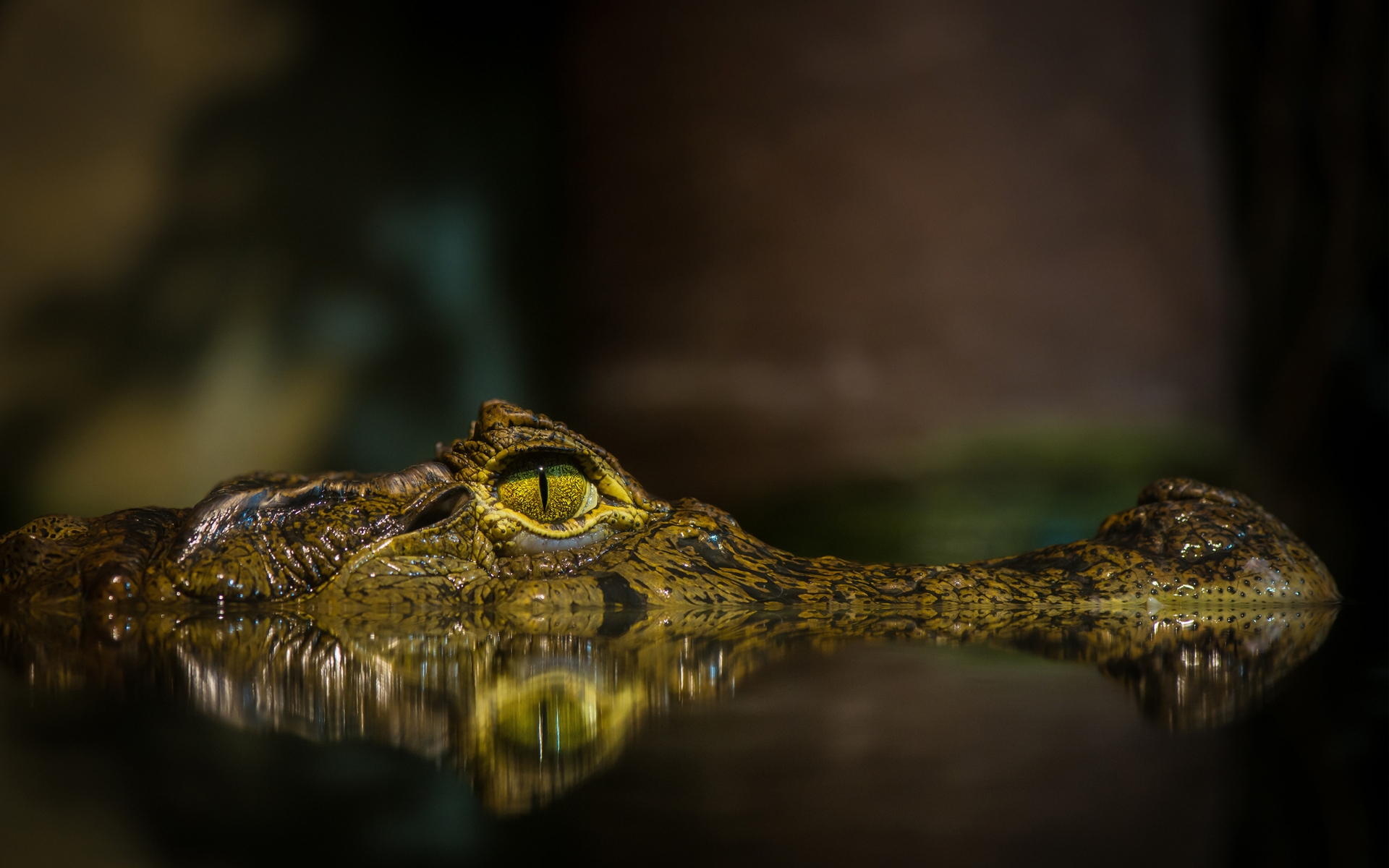 Crocodile for 1920 x 1200 widescreen resolution