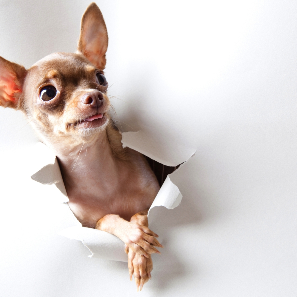 Curious Chihuahua for 1024 x 1024 iPad resolution