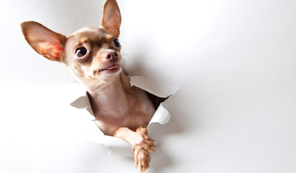 Curious Chihuahua for 1024 x 600 widescreen resolution