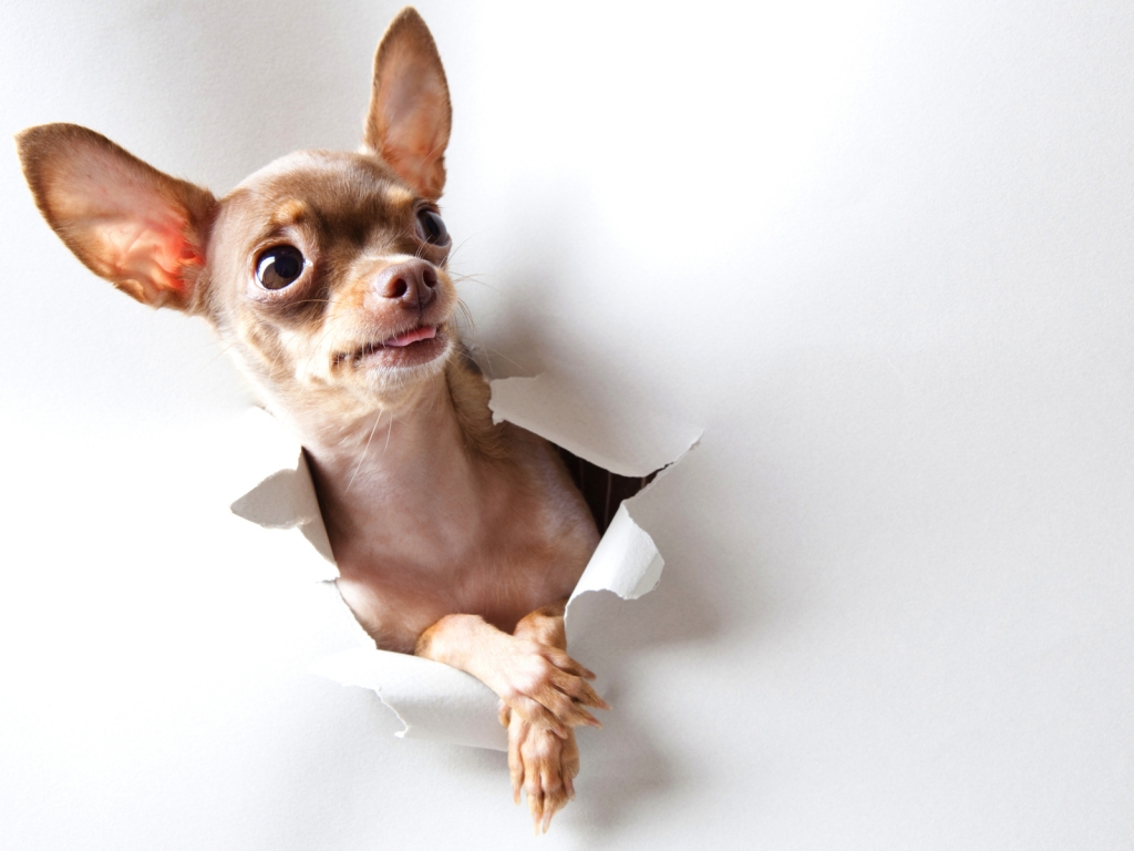 Curious Chihuahua for 1024 x 768 resolution