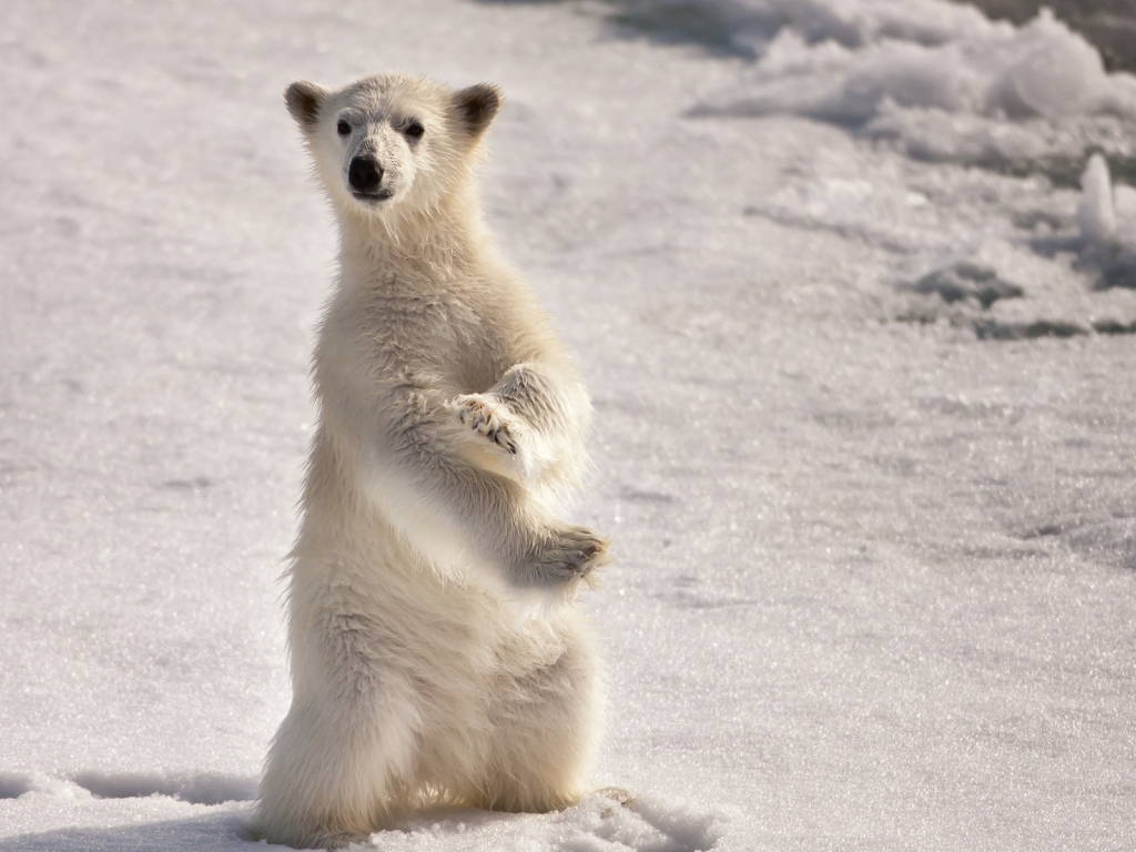 Curious Polar Bear for 1024 x 768 resolution