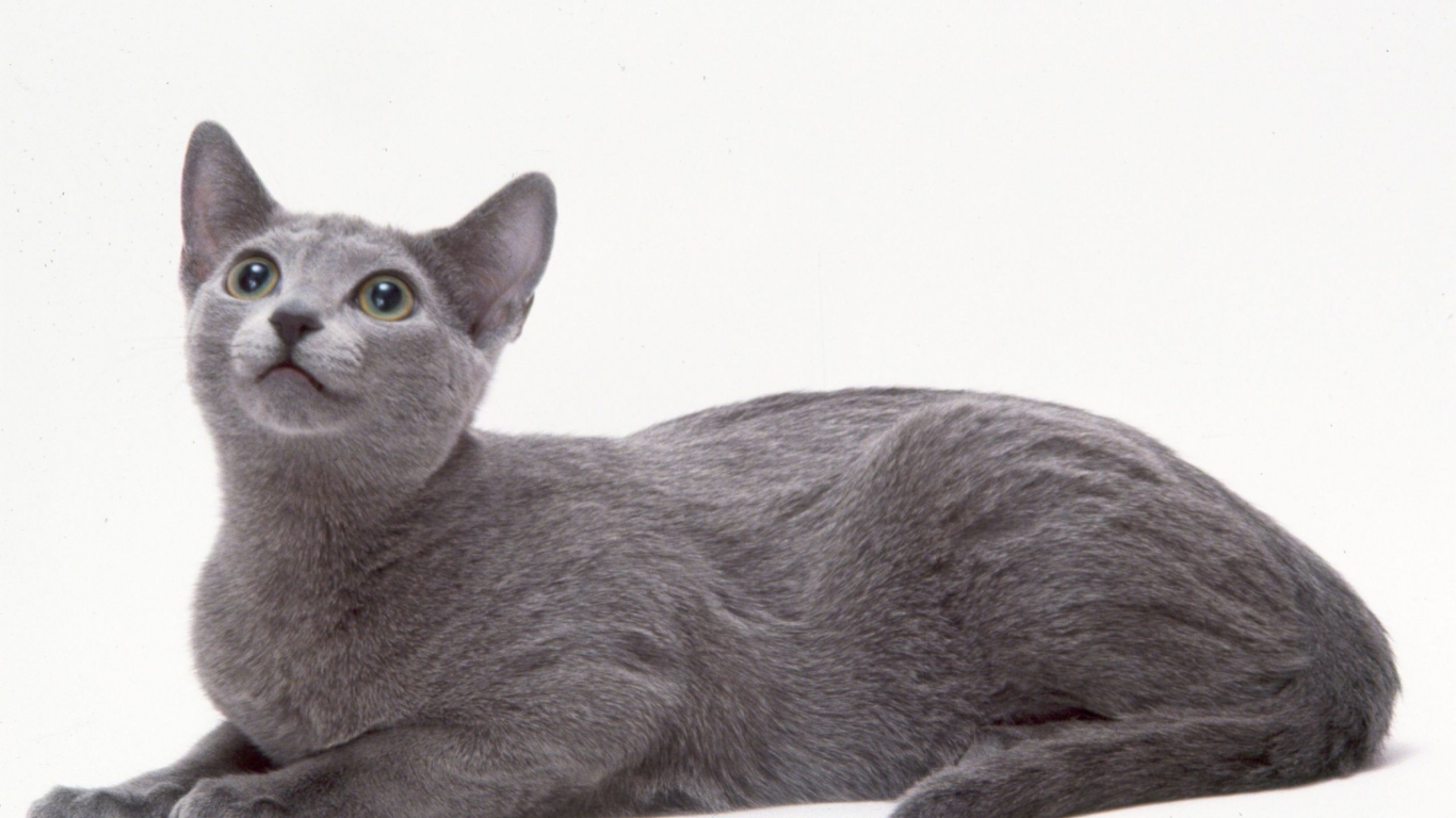 Curious Russian Blue Cat for 1366 x 768 HDTV resolution