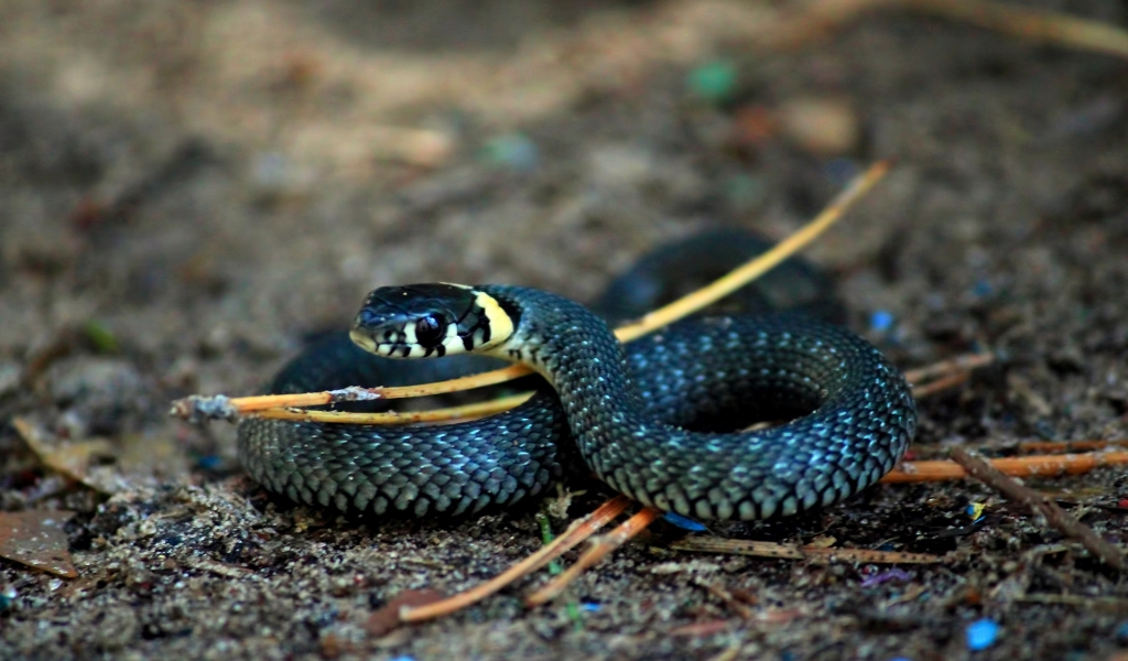 Curious Snake for 1024 x 600 widescreen resolution