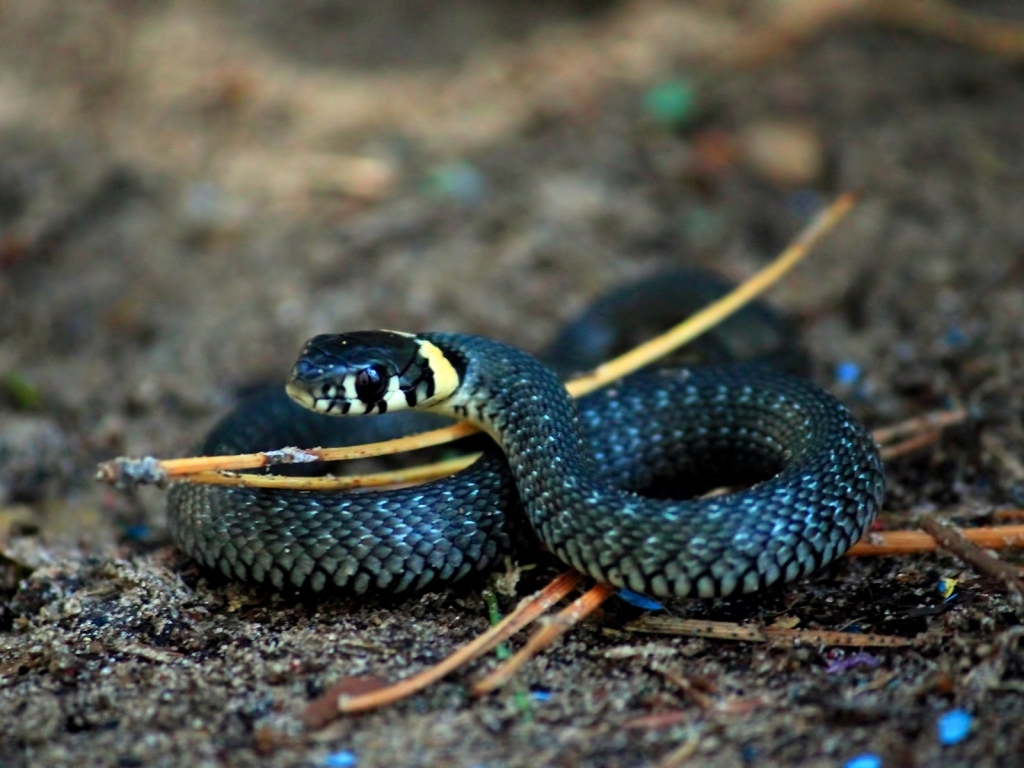 Curious Snake for 1024 x 768 resolution