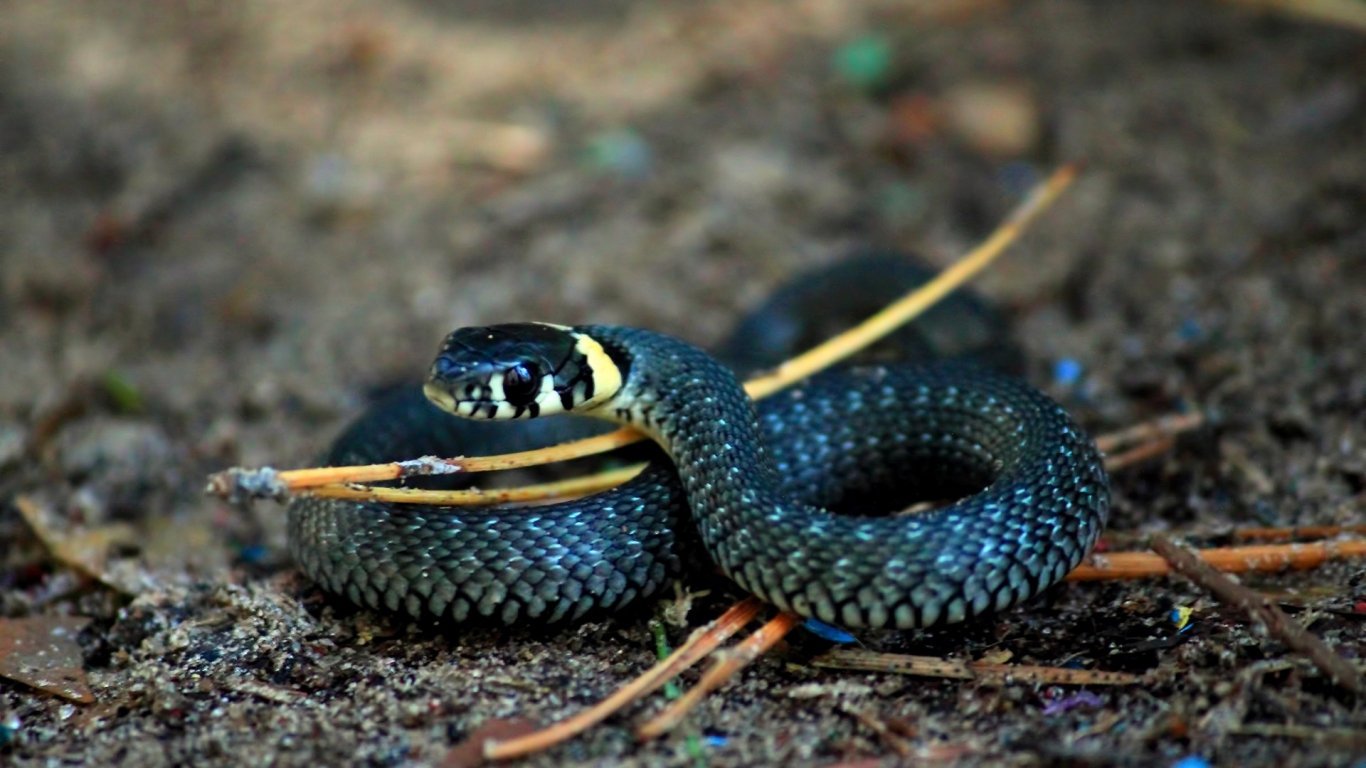 Curious Snake for 1366 x 768 HDTV resolution