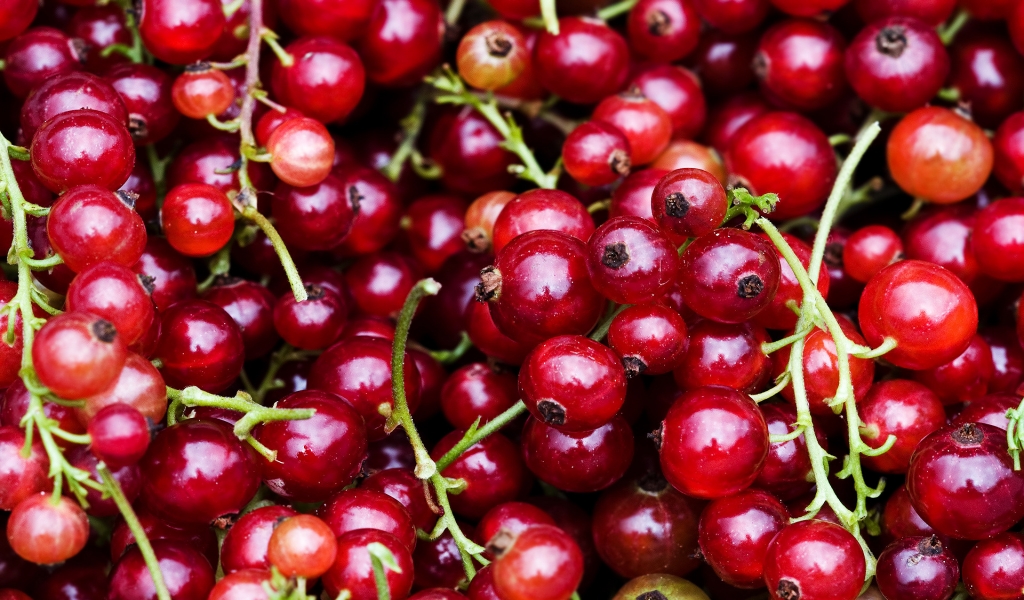 Currant for 1024 x 600 widescreen resolution
